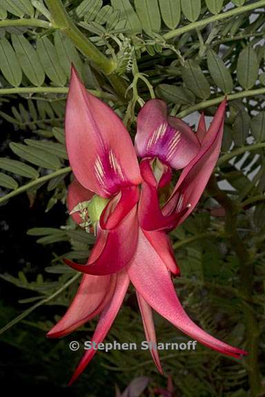 clianthus puniceus 3 graphic